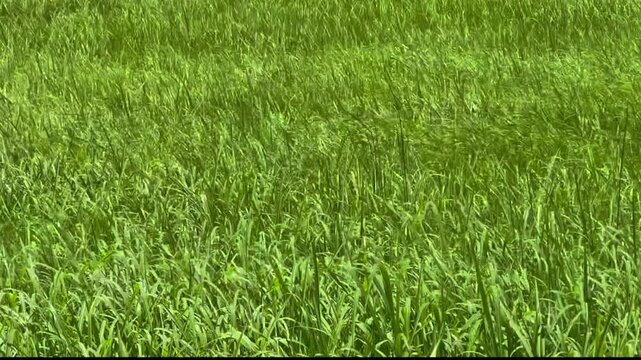 Green firld plant swaying by the wind in daytime
