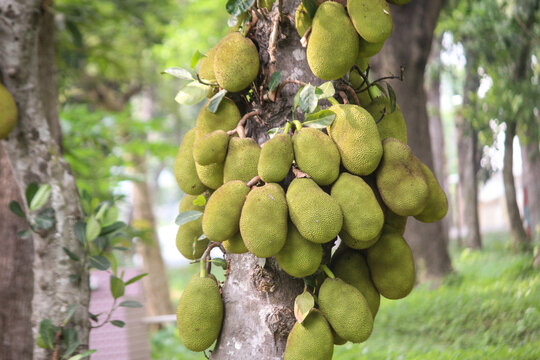 Many fresh green jackfruits hanging on a tree trunk in the garden