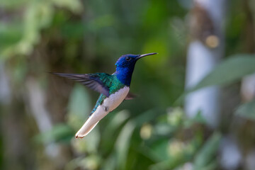 Fototapeta premium Florisuga mellivora White-necked jacobin Kolibřík bělokrký, Best Humminbird from Ecuador in the flight, wildlife from tropic jungle. Wildlife scene from nature. Hummingbird with flower, in flight.