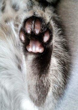 Katzenpfote
