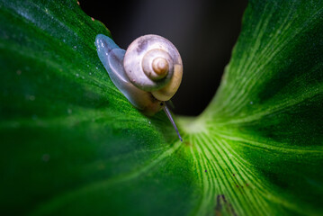 a small snail with a creamy spiral shell crawling on a fresh green leaf © StanleyRevaldo