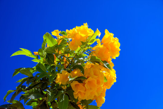 Yellow bells on a blue sky background
