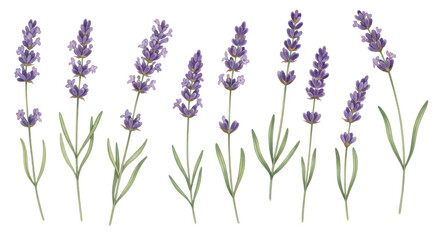 Fototapeta premium Purple lavender flowers in bloom
