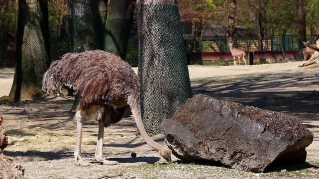 The common ostrich, Struthio camelus, or simply ostrich, is a species of large flightless birds native to Africa. It is one of two extant species of ostriches