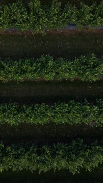 Aerial drone view Blueberry bush field, organic ripe. Blue berry hanging on a branch, Bio, healthy food, top view, Farm with berries