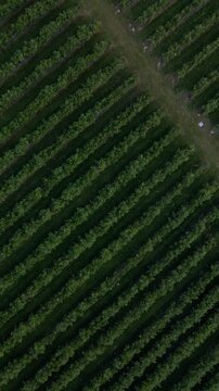Aerial drone view Blueberry bush field, organic ripe. Blue berry hanging on a branch, Bio, healthy food, top view, Farm with berries