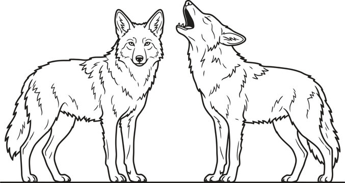 Two wolves standing side by side one howling line drawing art