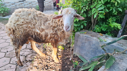 Naklejka premium a fat-tailed sheep to be slaughtered during the hajj