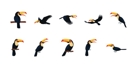 Toucan Bird Illustration © Irvan