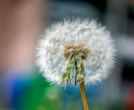 dandelion seed head