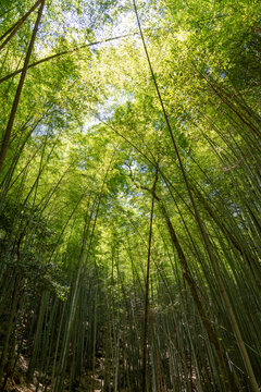 Bamboo forest near Mitaki-Dera temple in Hiroshima, Japan