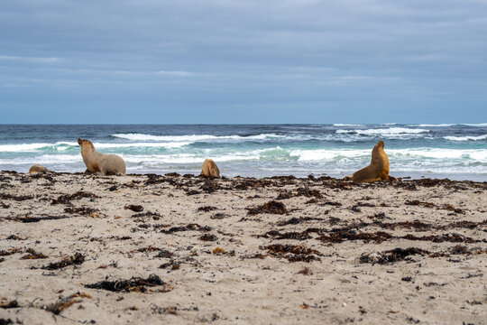 Sea lions resting on sandy beach at Seal Bay, Kangaroo Island, Australia