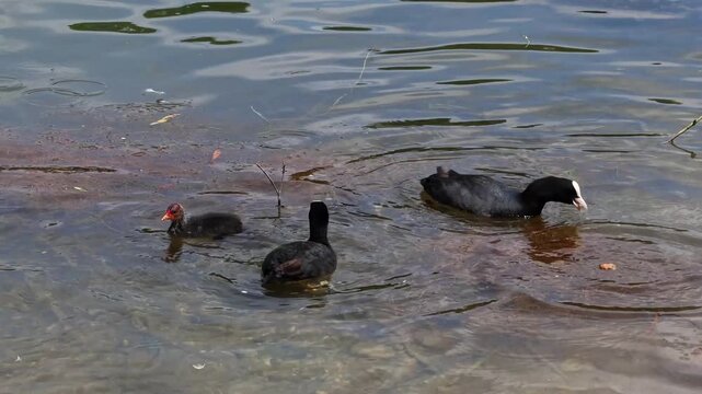 The Eurasian coot feeding its chick, Fulica atra, also known as the common coot, or Australian coot, is a member of the bird family, the Rallidae. It is found in Europe, Asia, Australia, New Zealand