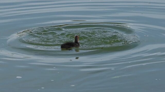 The Eurasian coot feeding its chick, Fulica atra, also known as the common coot, or Australian coot, is a member of the bird family, the Rallidae. It is found in Europe, Asia, Australia, New Zealand