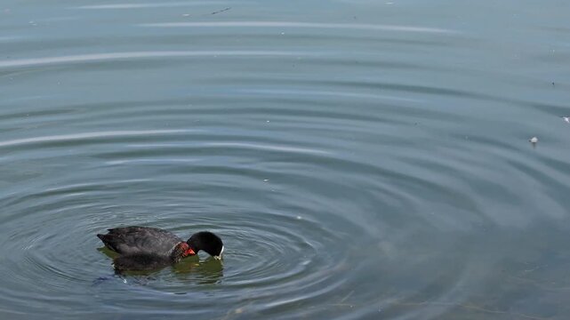 The Eurasian coot feeding its chick, Fulica atra, also known as the common coot, or Australian coot, is a member of the bird family, the Rallidae. It is found in Europe, Asia, Australia, New Zealand