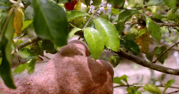 Close-up of a farmer harvesting ripe acerola cherries directly from a tree branch in an orchard. Tropical fruit farming scene showing manual harvest, agriculture and organic food production outdoors.