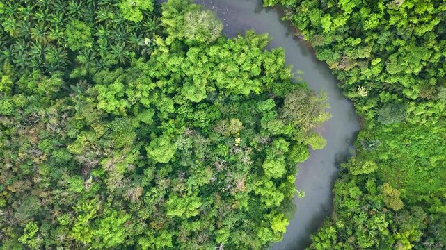 Aerial Top Down View of River Fork With Island in Tropical Rainforest Canopy Borneo South Kalimantan Indonesia