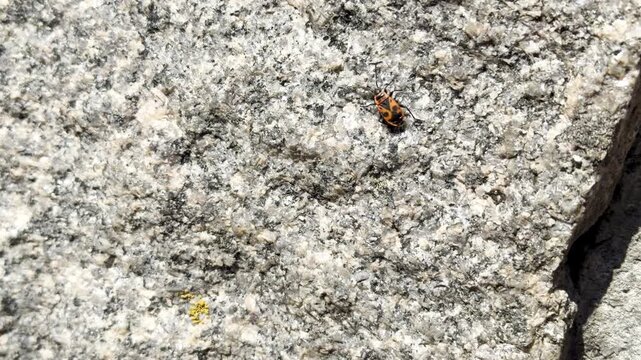 A firebug is crawling along a wall; it seems to have lost its way, Zoom in shot