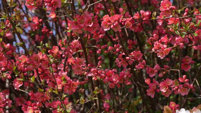 Handheld closeup view of bee flying around pink flowering branches in spring sunlight, pollination and seasonal nature view.