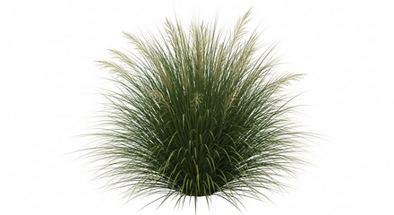 Obraz premium Ornamental grass clump isolated on white background.