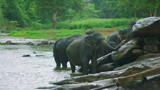 Herd of Asian elephants wading and bathing in a tropical river
