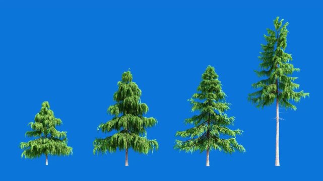 Pine Trees Set on Blue Screen 3D Animation Isolated Conifer Trees Blowing in Wind