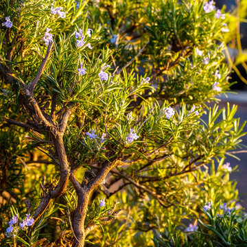 Fresh Rosemary Branch with Blue . AI generative