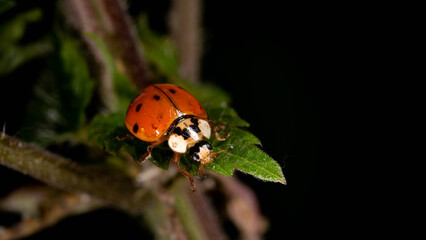 Obraz premium Bio Diversity - Harmonia axyridis - Invasive AsianLadybug