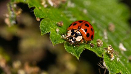 Bio Diversity - Harmonia axyridis - Invasive AsianLadybug © Aleksandra