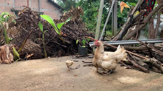 Mother hen and chick in a rustic outdoor setting.