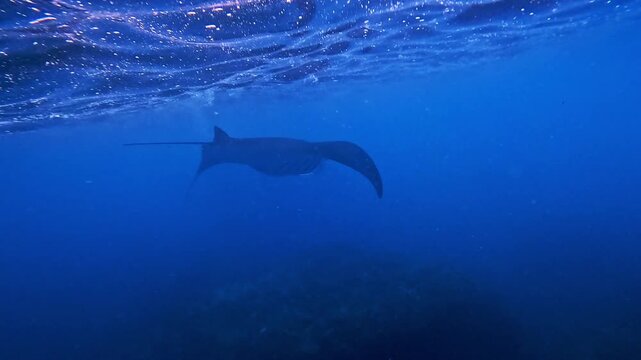 Giant manta rays swimming underwater near Nusa Penida, Bali, in clear tropical ocean with beautiful marine environment.