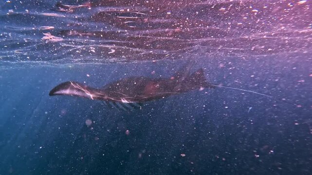 Giant manta rays swimming underwater near Nusa Penida, Bali, in clear tropical ocean with beautiful marine environment.