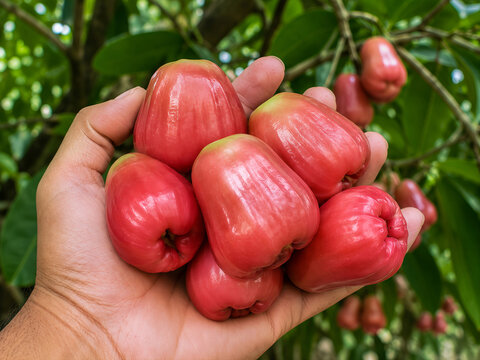 Fresh Java Apples Harvested by Hand on Tropical Wax Apple Tree