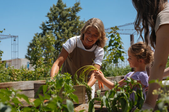 Grandmother and granddaughter harvesting fresh organic carrots in garden