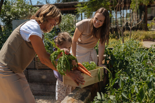 Family generations harvesting fresh organic carrots in garden
