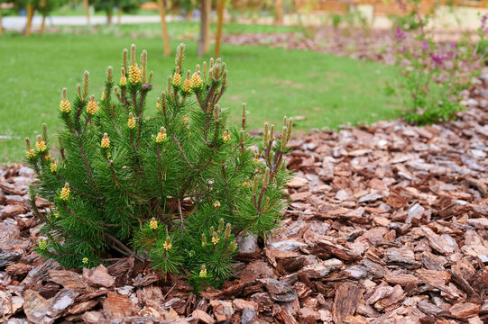 Small green bush with yellow flowers in a garden with bark mulch. Landscaping and gardening concept.