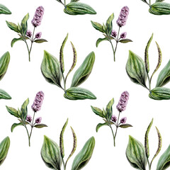 Plantain and mint mix seamless pattern watercolor illustration. Botanical herbs blend for organic healing pharmacy branding, cooling remedy packaging, refreshing medical skincare wellness print © AnKa