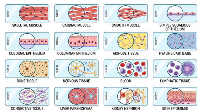 Human Tissue Types Chart: Histology Microscopic Slides Collection