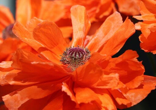 Impressive oriental poppy (Papaver orientale) blooming in a garden