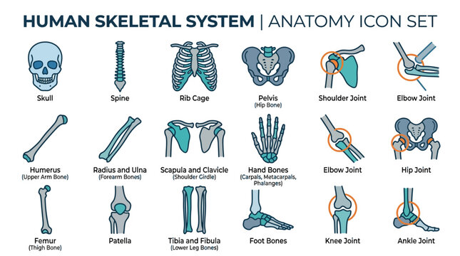 Human Skeletal System Anatomy Icon Set: Skull, Spine, Ribs, Pelvis, Joints, Bones