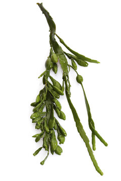 Seaweed, elevated view