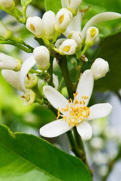 Germany, Rhineland-Palatinate, lemon tree (Citrus � limon), flowers, close-up