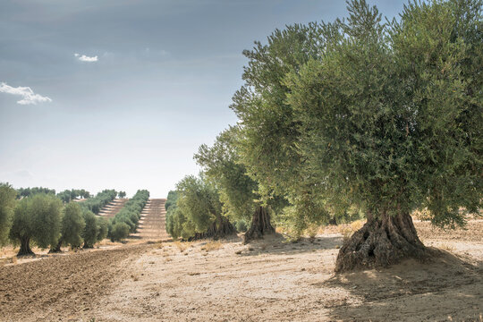 Spain, Ciudad Real, olive tree plantation