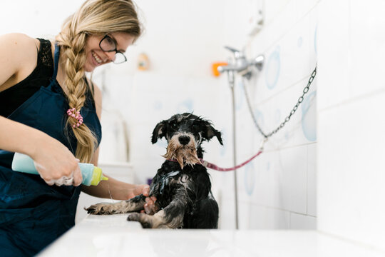 Smiling female groomer bathing schnauzer in sink at pet salon