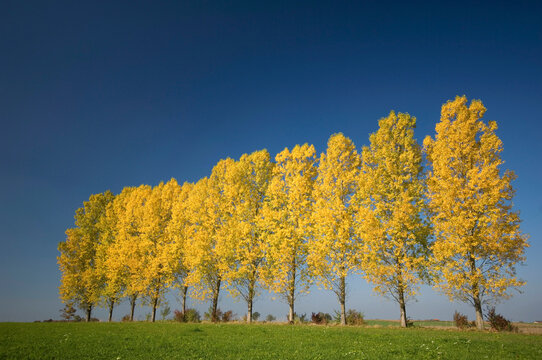 Germany, Bavaria, Row of aspen trees (Populus tremula)