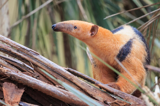 Brazil, Mato Grosso, Mato Grosso do Sul, Pantanal, Southern tamandua