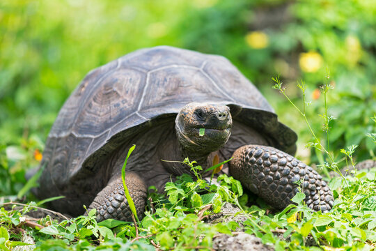 Ecuador, Galapagos Islands, eating Galapagos tortoise