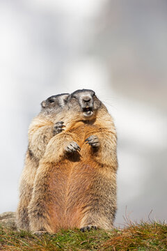 Austria, Alpine Marmots (Marmota marmota)