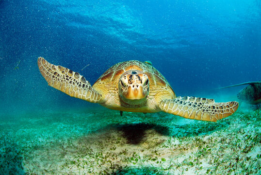Philippines, green sea turtle (Chelonia mydas)