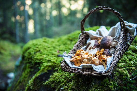Wickerbasket of collected chanterelles and boletuses in a forest